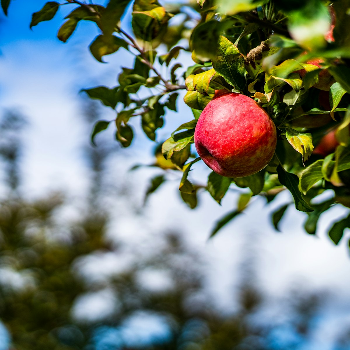 Reifer roter Apfel am Baum