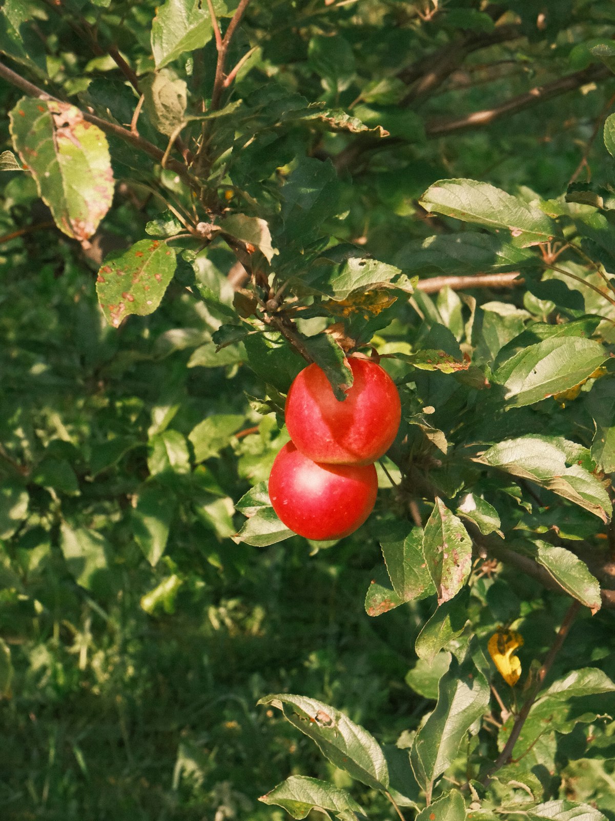 Zweig mit zwei roten Äpfeln