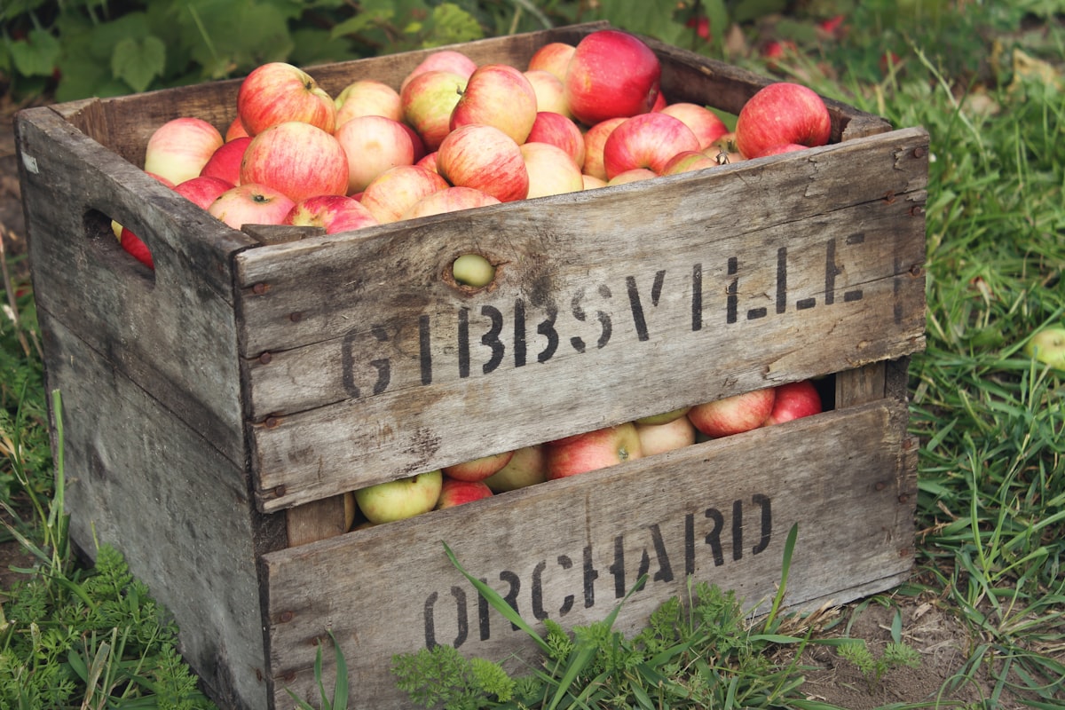 Holzkiste gefüllt mit Äpfeln