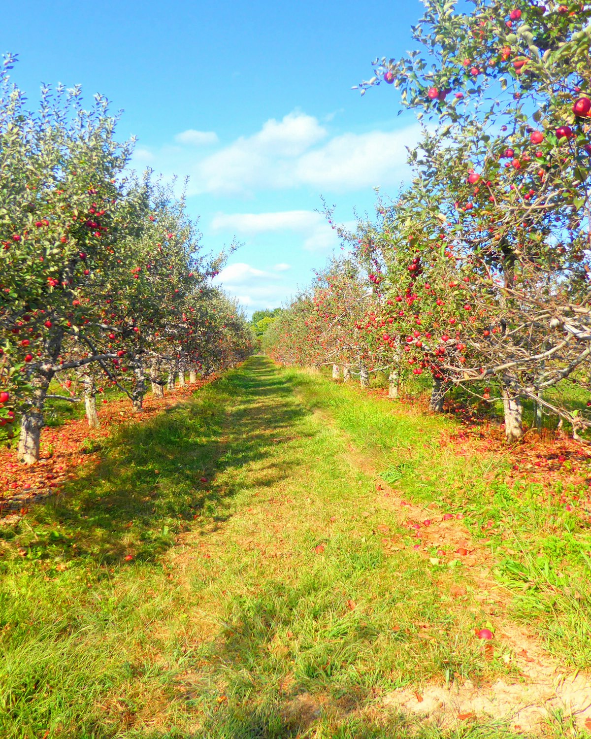 Reihen von Obstbäumen auf einer Anbaufläche